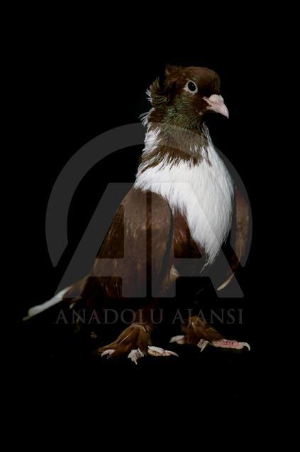 Various pigeon species of Turkey's Diyarbakir