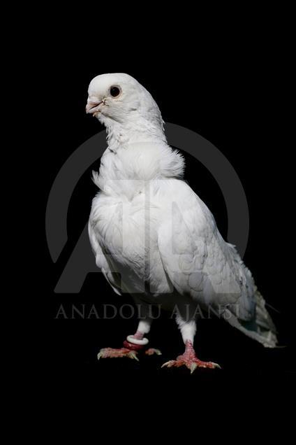 Various pigeon species of Turkey's Diyarbakir