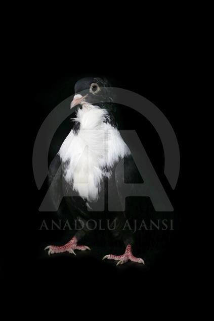Various pigeon species of Turkey's Diyarbakir