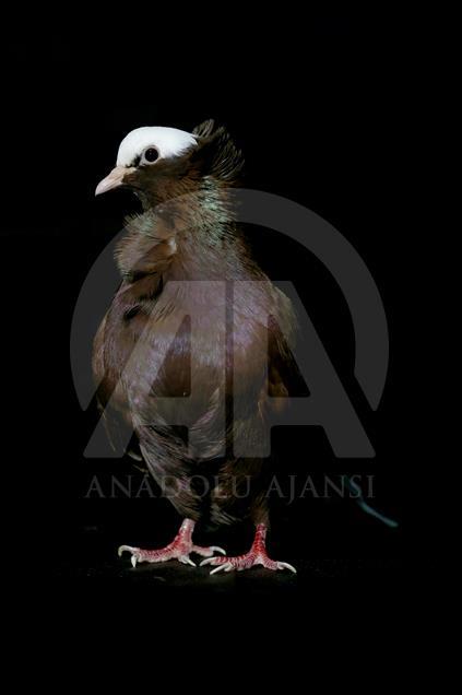 Various pigeon species of Turkey's Diyarbakir