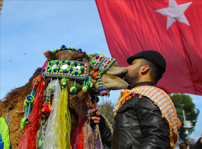 En güzel deve seçildi