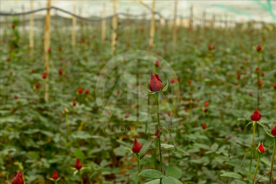 Los productores de rosas se preparan para el día de San Valentín