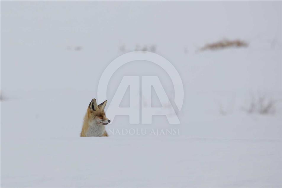 Los "curiosos" zorros de Van, Turquía 