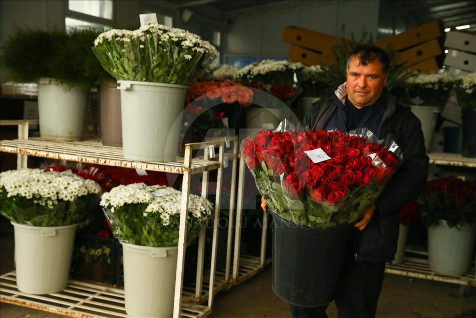 Los productores de rosas se preparan para el día de San Valentín