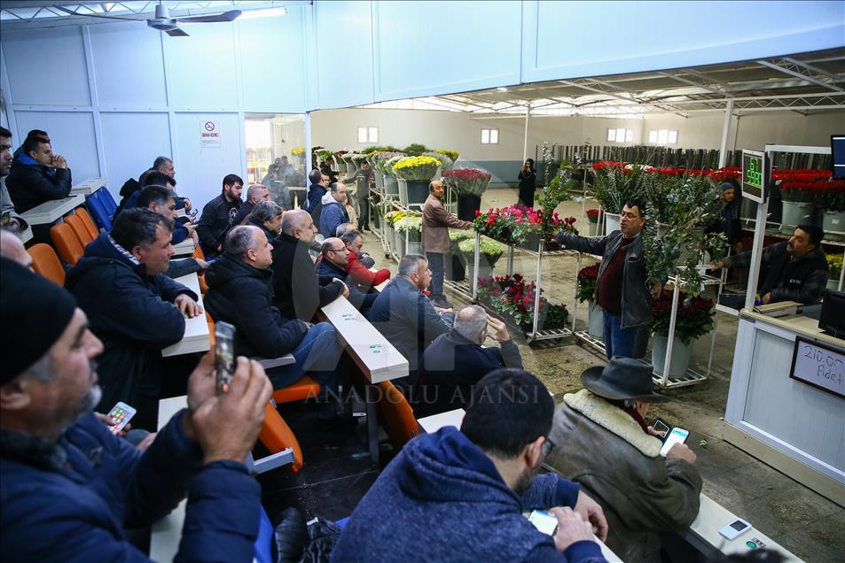Los productores de rosas se preparan para el día de San Valentín