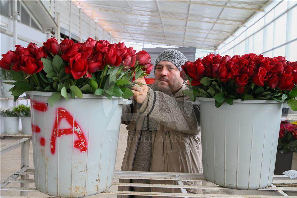 Los productores de rosas se preparan para el día de San Valentín