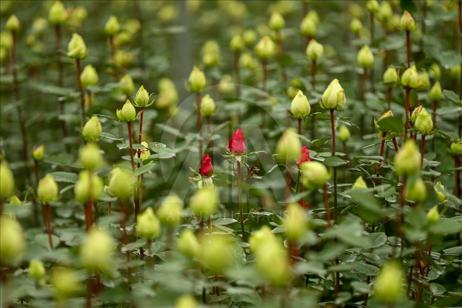 Los productores de rosas se preparan para el día de San Valentín