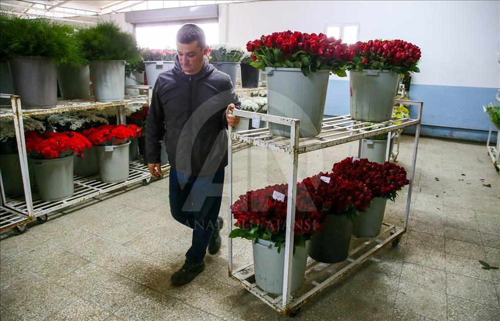 Los productores de rosas se preparan para el día de San Valentín