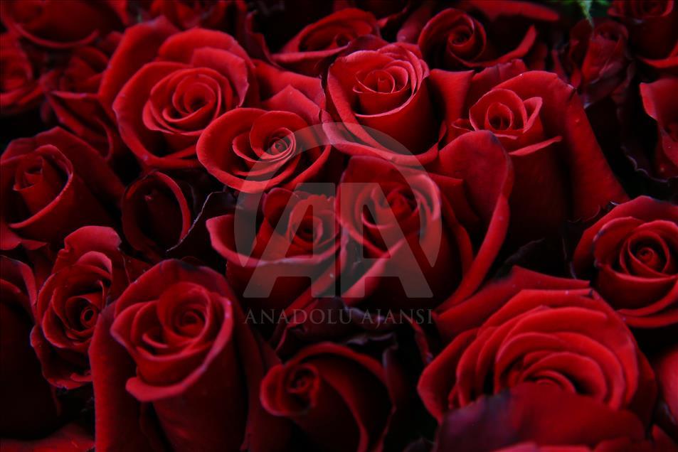 Productores de rosas se preparan para San Valentín