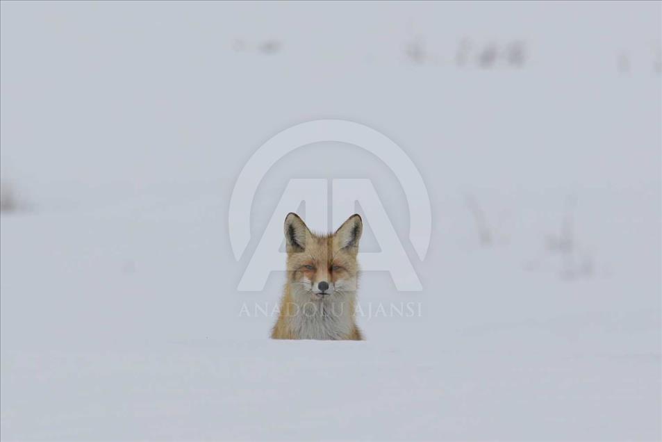 Los "curiosos" zorros de Van, Turquía 