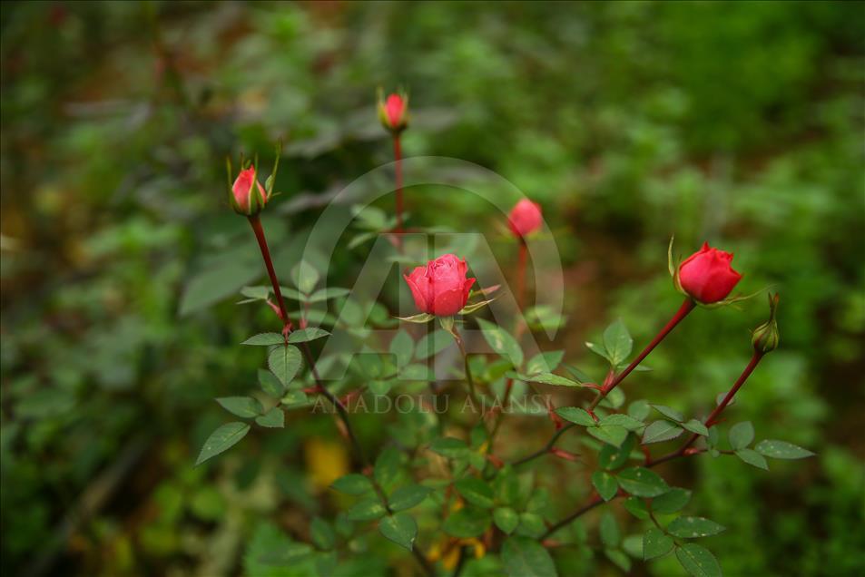 Los productores de rosas se preparan para el día de San Valentín