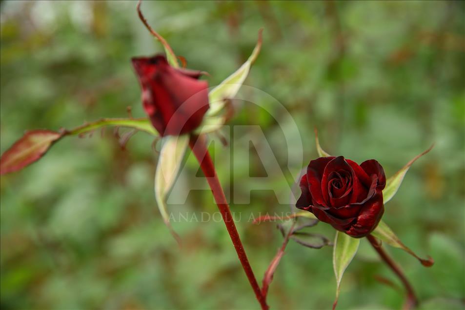 Los productores de rosas se preparan para el día de San Valentín
