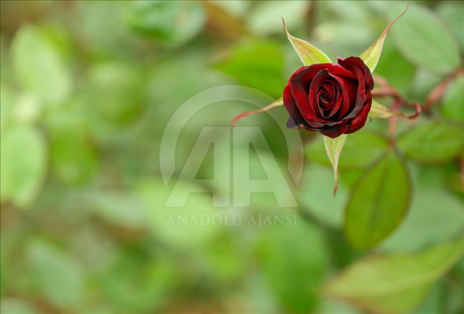 Los productores de rosas se preparan para el día de San Valentín