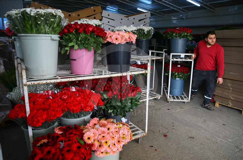 Productores de rosas se preparan para el día de San Valentín