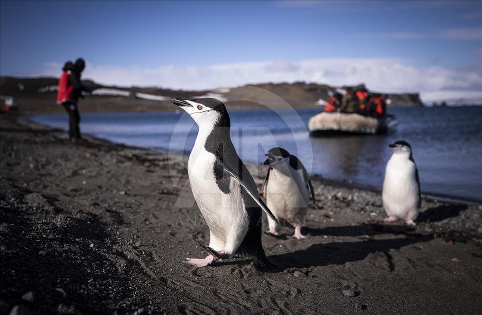 Третья турецкая научная экспедиция достигла Антарктики
