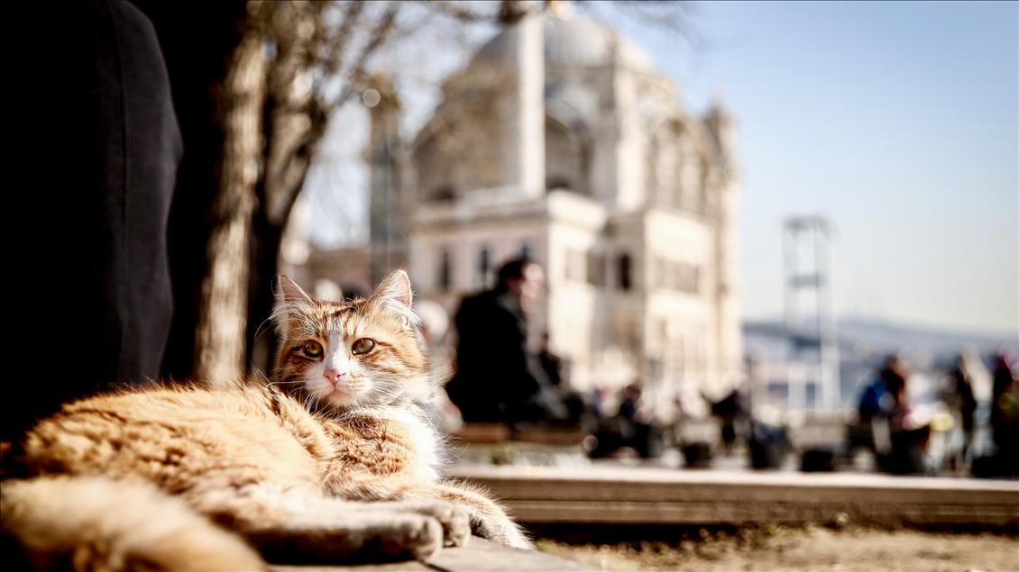 İstanbul’da güneşli hava