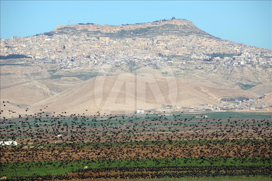 Sığırcık kuşlarından Mardin’de görsel şölen