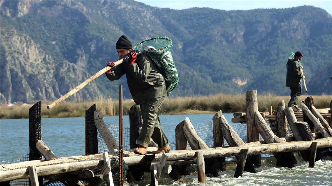 Dalyan Kefali Suriye ve Mısır'a ihraç ediliyor