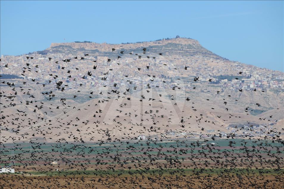 Sığırcık kuşlarından Mardin’de görsel şölen