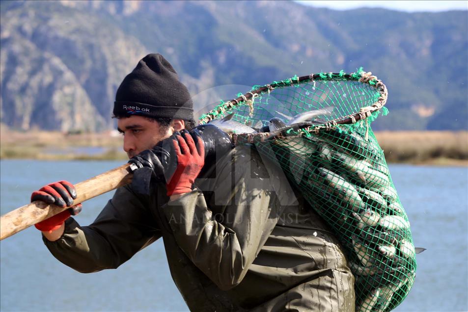 Dalyan Kefali Suriye ve Mısır'a ihraç ediliyor