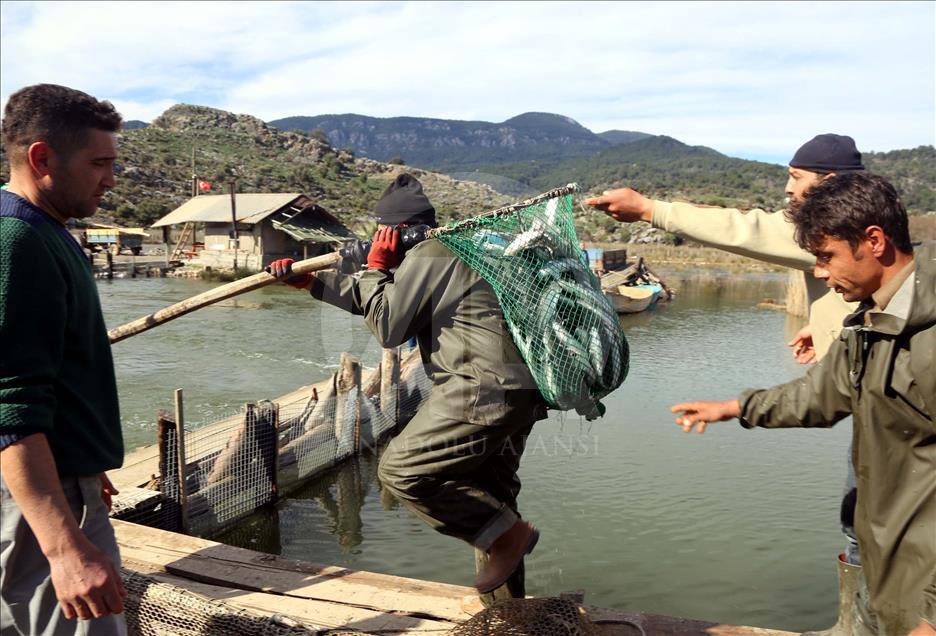 Dalyan Kefali Suriye ve Mısır'a ihraç ediliyor
