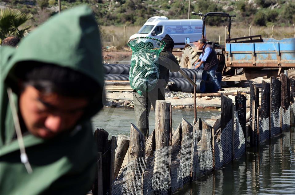 Dalyan Kefali Suriye ve Mısır'a ihraç ediliyor