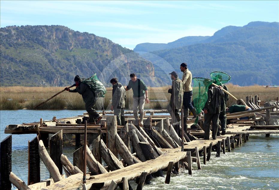 Dalyan Kefali Suriye ve Mısır'a ihraç ediliyor