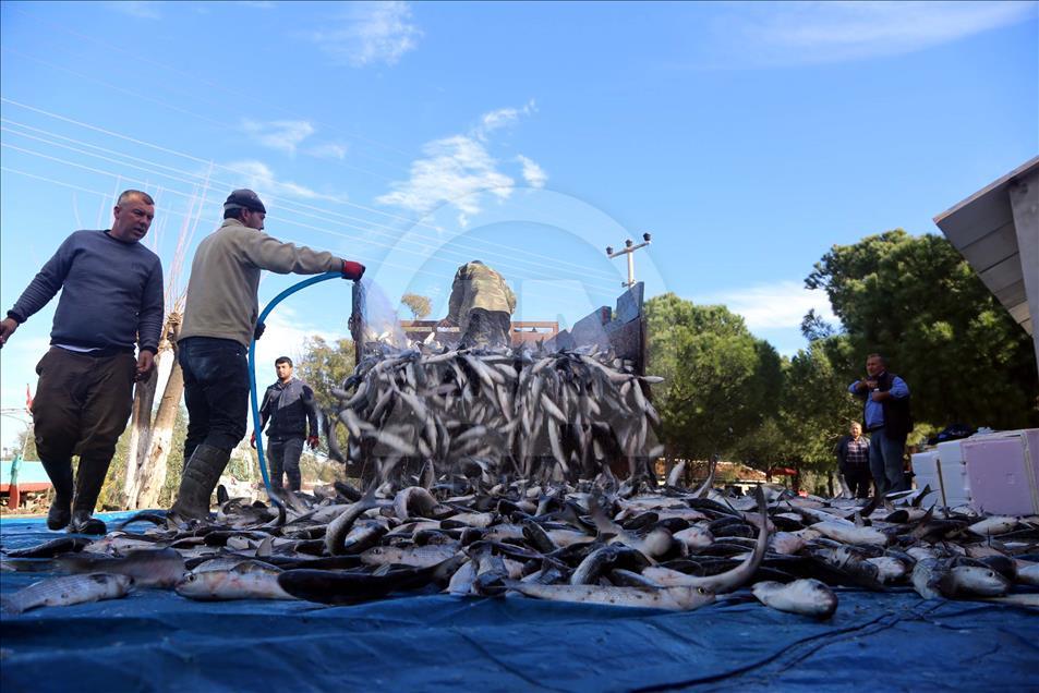 Dalyan Kefali Suriye ve Mısır'a ihraç ediliyor