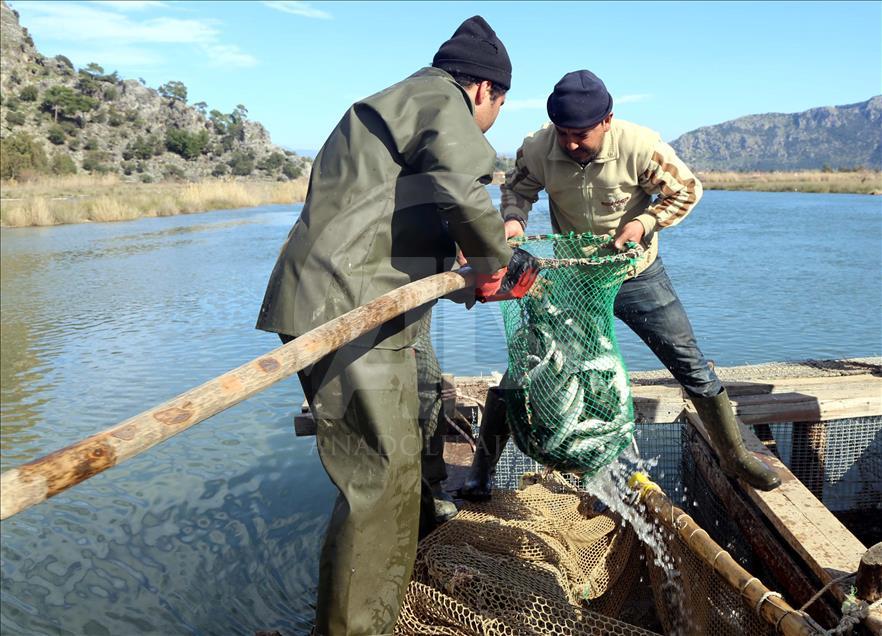 Dalyan Kefali Suriye ve Mısır'a ihraç ediliyor