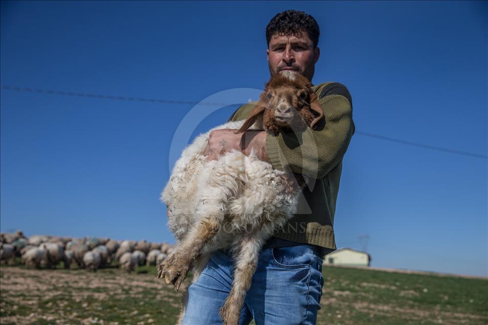 "Elit"lerin kuzularına özel bakım