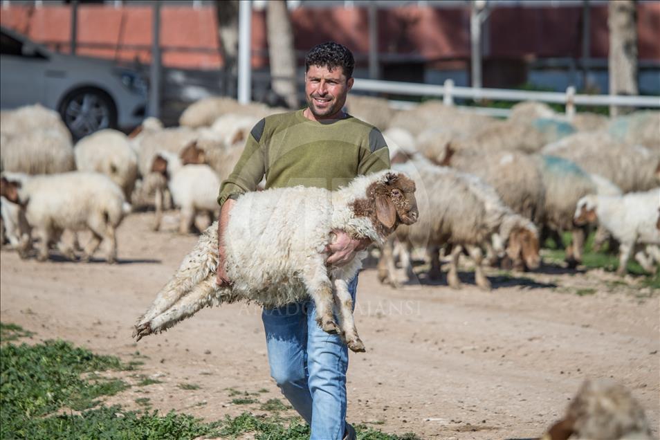 "Elit"lerin kuzularına özel bakım