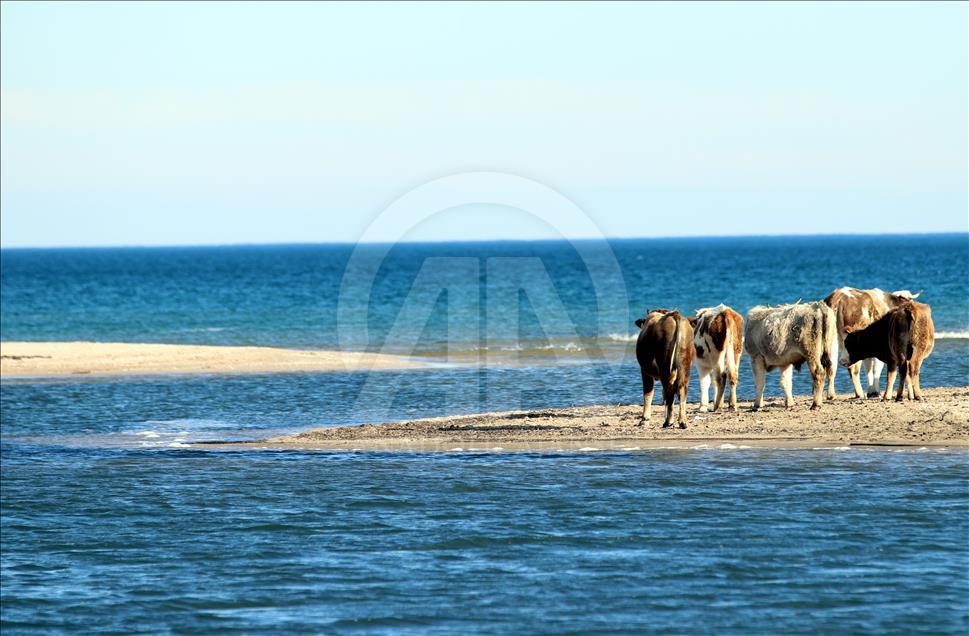 طبیعت اعجاب انگیز جنگل‌های لونگوز در غرب ترکیه