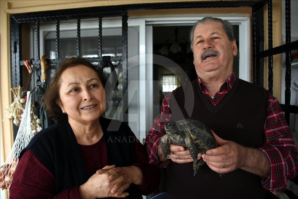 Turtle found in trash adopted by couple in  Mugla