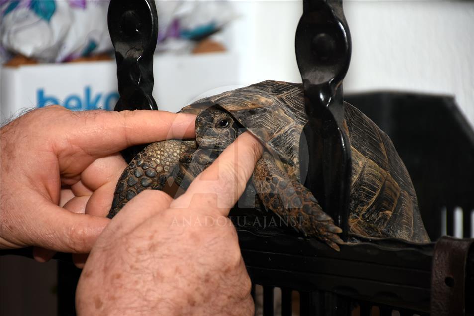 Turtle found in trash adopted by couple in  Mugla