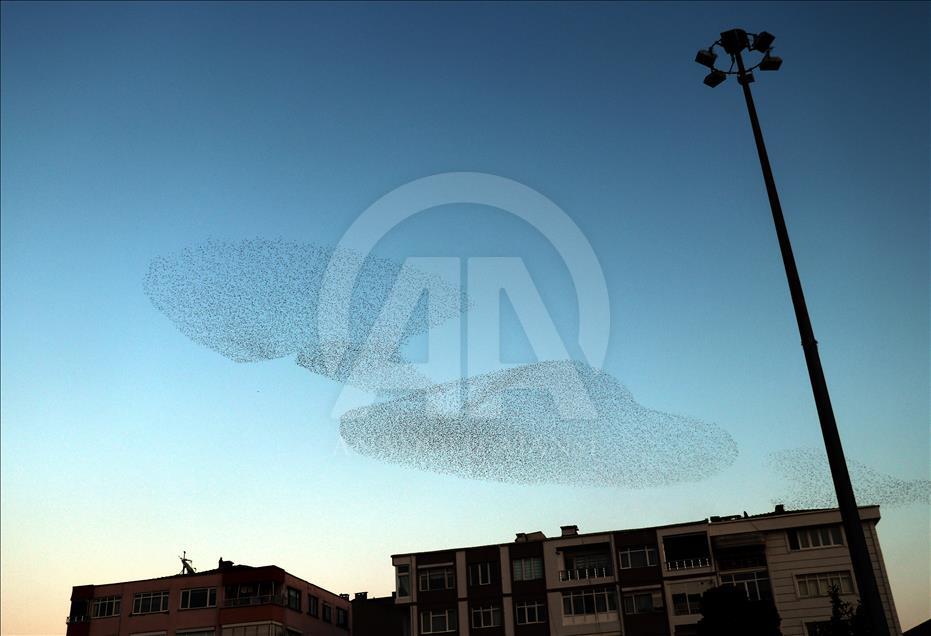 Estorinos vuelan sobre Turquía