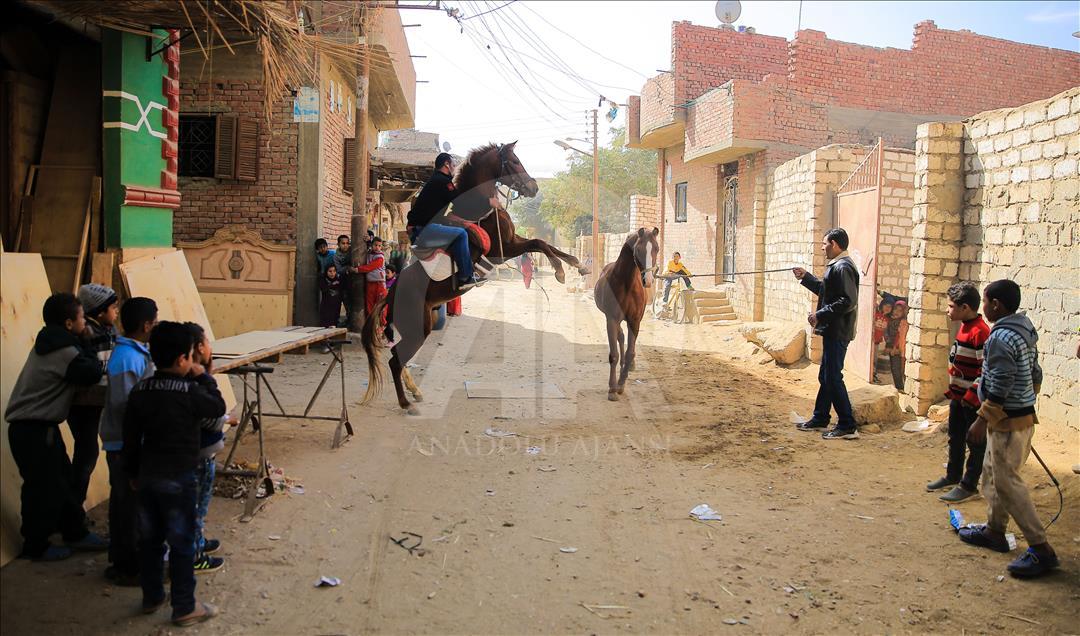 Así se entrenan los caballos pura raza árabes en Egipto