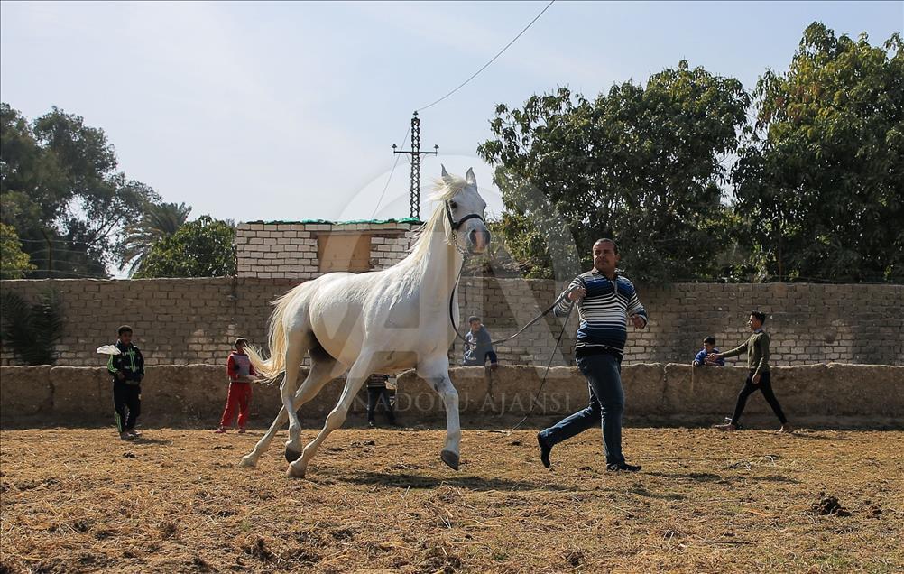 Así se entrenan los caballos pura raza árabes en Egipto