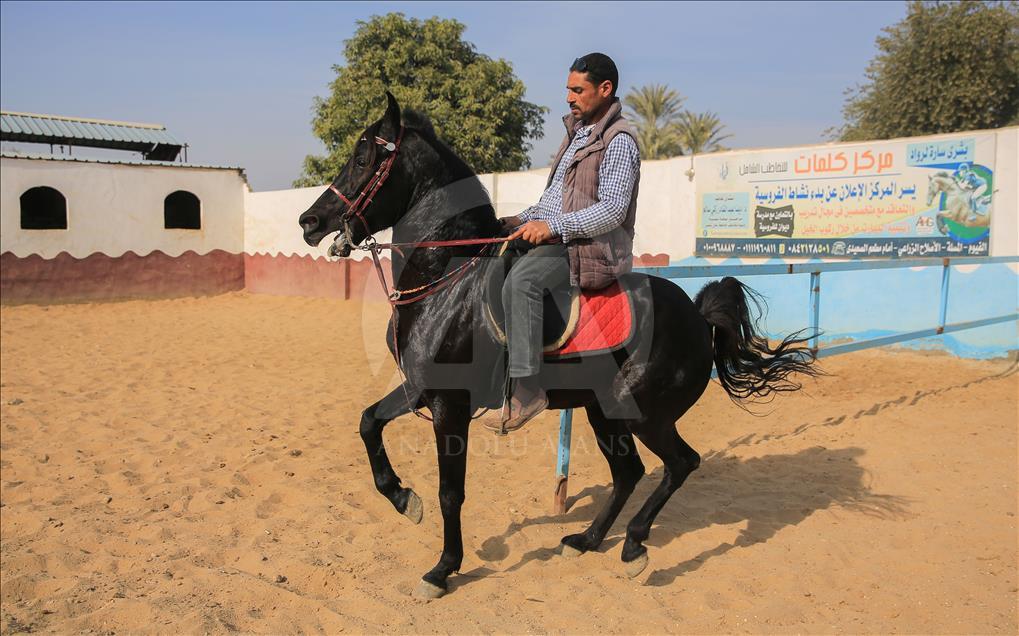 Así se entrenan los caballos pura raza árabes en Egipto