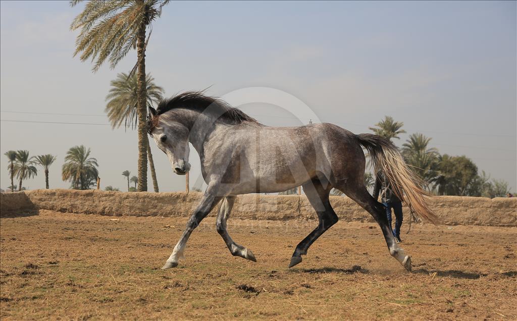 Así se entrenan los caballos pura raza árabes en Egipto
