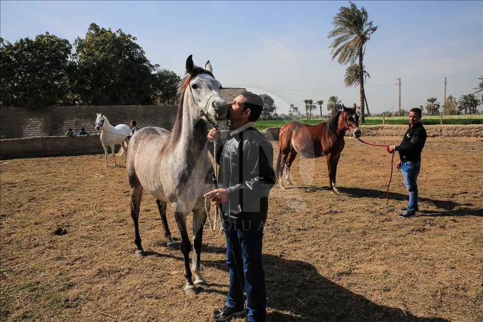 Así se entrenan los caballos pura raza árabes en Egipto