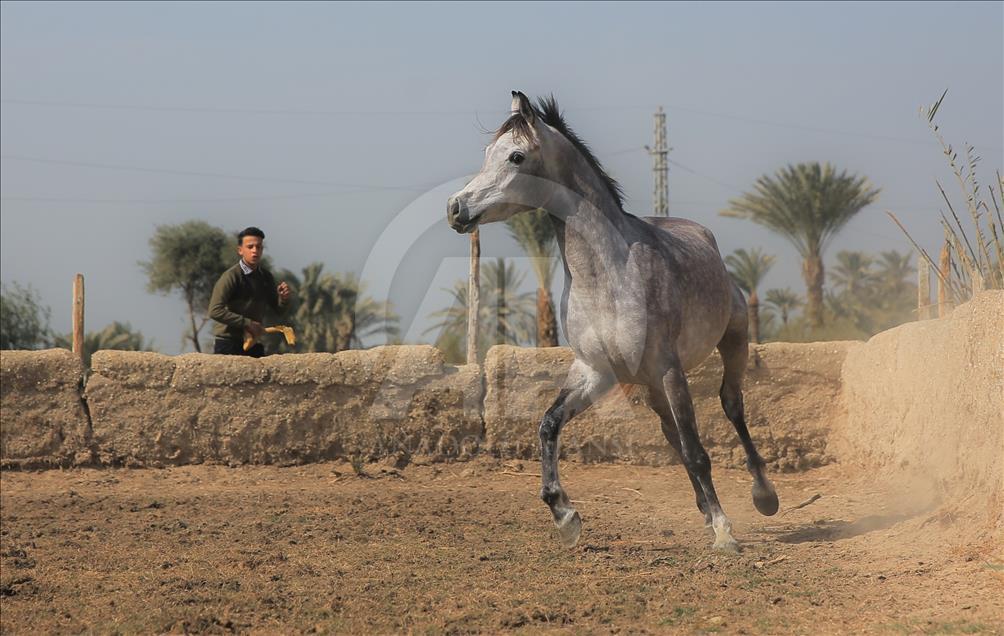 Así se entrenan los caballos pura raza árabes en Egipto