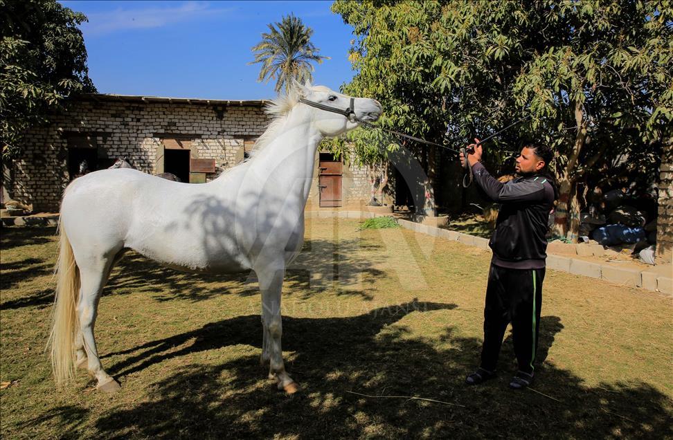Así se entrenan los caballos pura raza árabes en Egipto