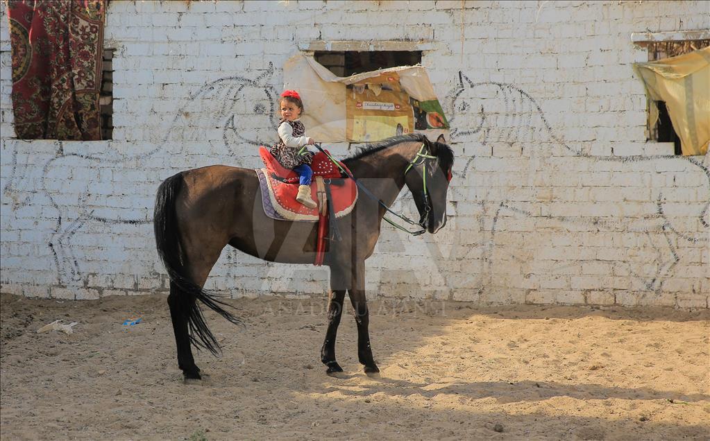 Así se entrenan los caballos pura raza árabes en Egipto