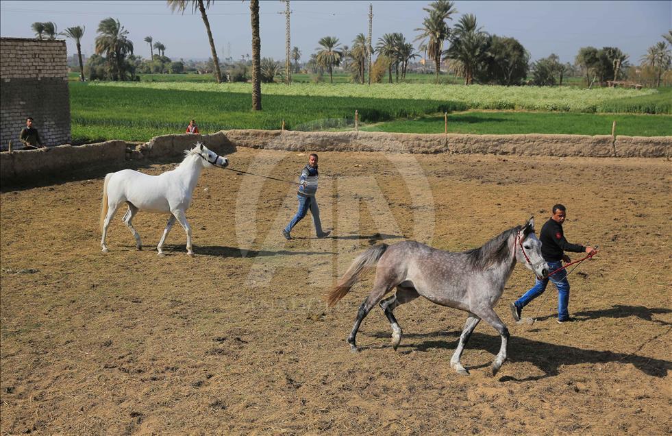 Así se entrenan los caballos pura raza árabes en Egipto