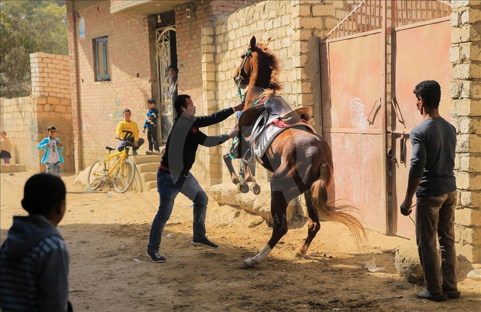 Así se entrenan los caballos pura raza árabes en Egipto