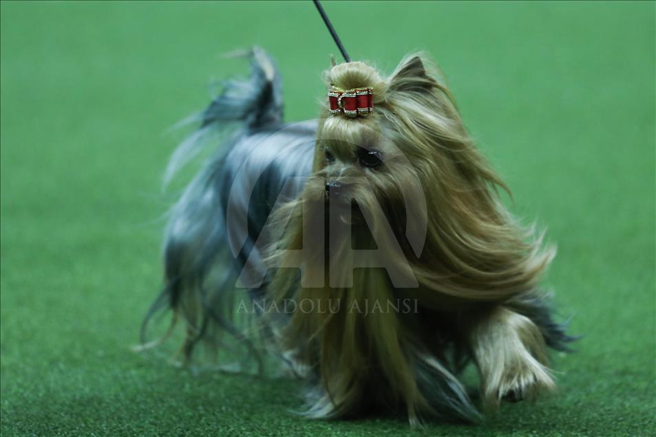 143rd Annual Westminster Kennel Club Dog Show