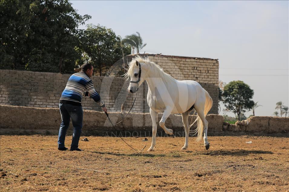 Así se entrenan los caballos pura raza árabes en Egipto