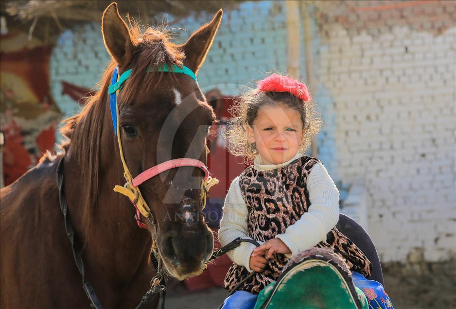 Así se entrenan los caballos pura raza árabes en Egipto
