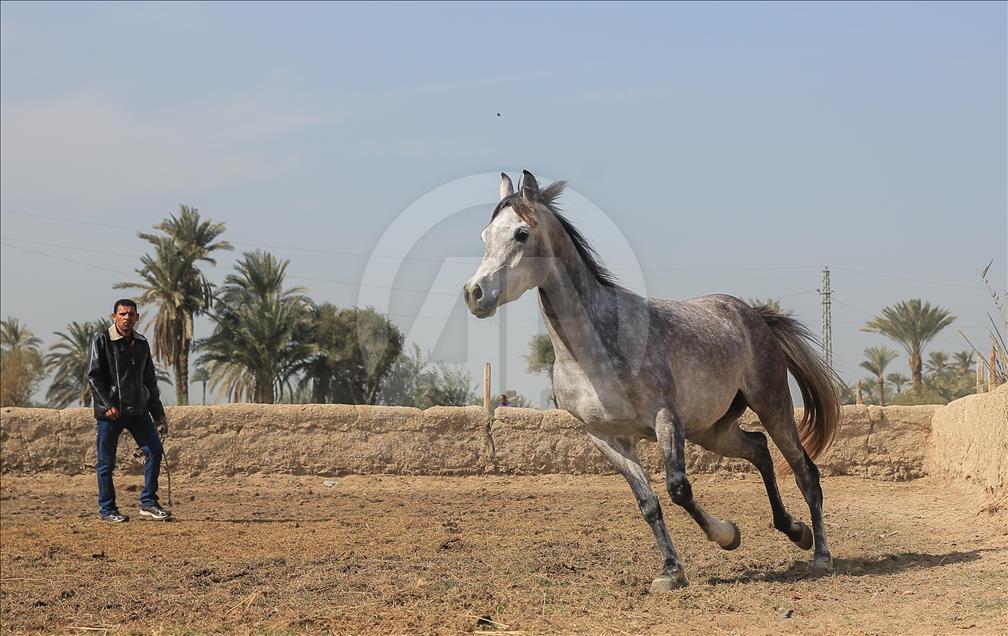 Así se entrenan los caballos pura raza árabes en Egipto