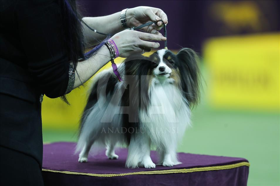 143rd Annual Westminster Kennel Club Dog Show
